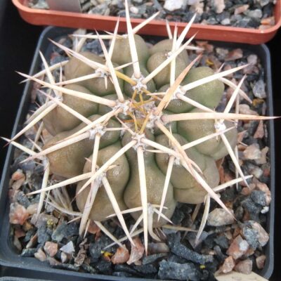 Discocactus nigrisaetosus HU448 -super spines- cube-8cm-