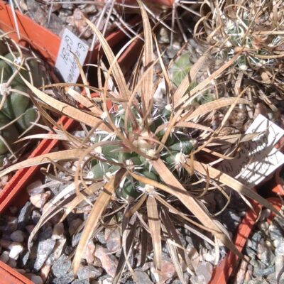 Toumea papyracantha SB330 -щеплена- сube-6cm-