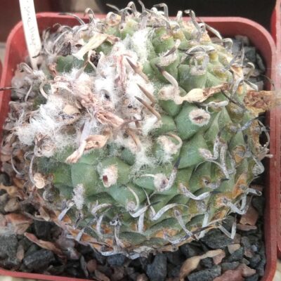 Turbinicarpus spec. Negrito- cube-7cm- біля 25 років-