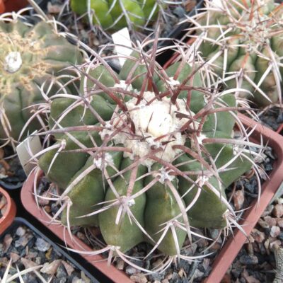 Discocactus mammullosus HU191 -cube-9cm-