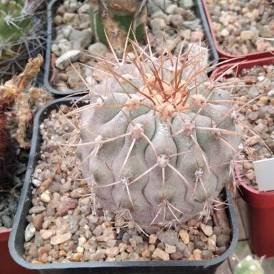 Copiapoa cinerea f. gigantea -San Ramon- cube-9см-