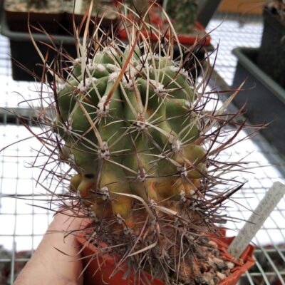 Sclerocactus spinosior v. schlosseri SB1540 -cube-7cm-