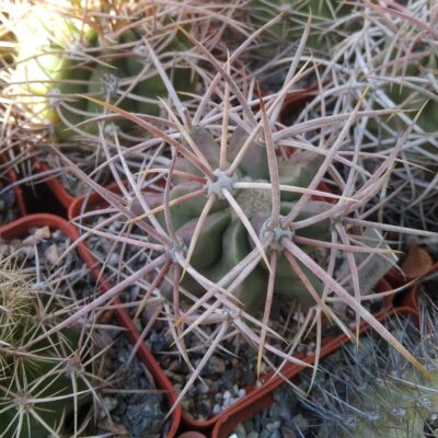 Echinocactus  xeranthemoides -cube-7cm- rare- grafted-