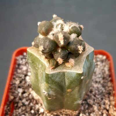 Ariocarpus retusus cv.'Maruibo'
