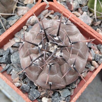 Gymnocalycium esperanzae CH1417 -cube-5cm-