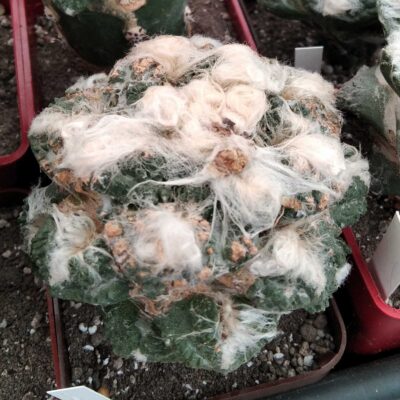 Ariocarpus cv."Godzilla"-cube-7cm- крупна Годзілла на потужному юсберті-