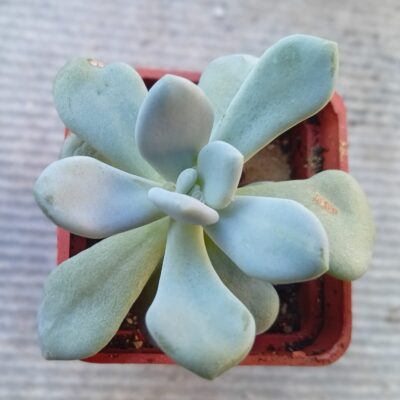 Graptoveria Sinderella