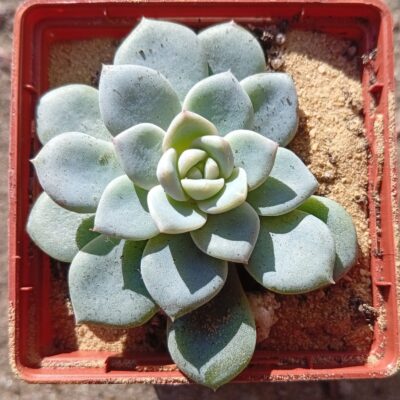 Echeverua Huang Meng