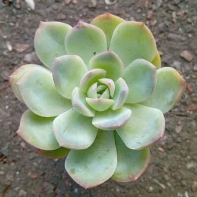 Echeveria Pink Line