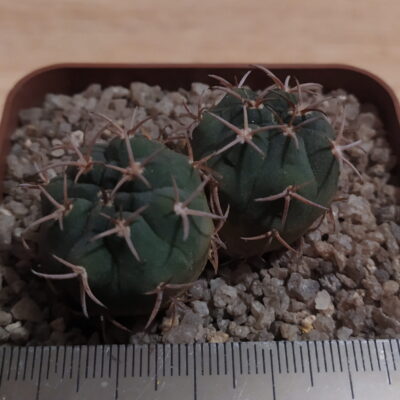 Gymnocalycium carminanthum(рожева квітка)