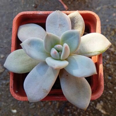 Echeveria Angel Snow