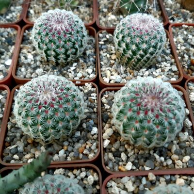 Echinocereus rigidissimus 'rubrispinus' Lau088