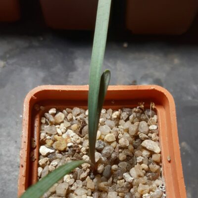 Cyrtanthus elatus