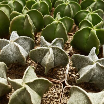 Astrophytum myriostigma