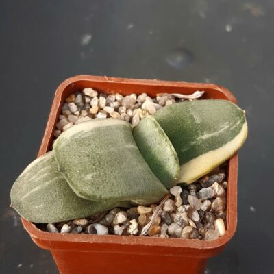Gasteria hybr. variegated (ex.Cactus-Nishi)