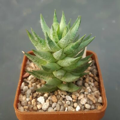 Haworthia glauca 'herrei', Miller