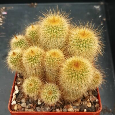 Eriocactus leninghausii