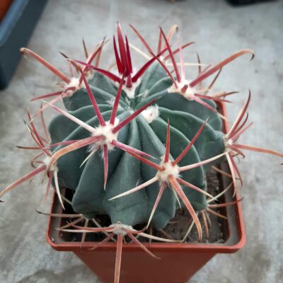 Ferocactus rectispinus x latispinus