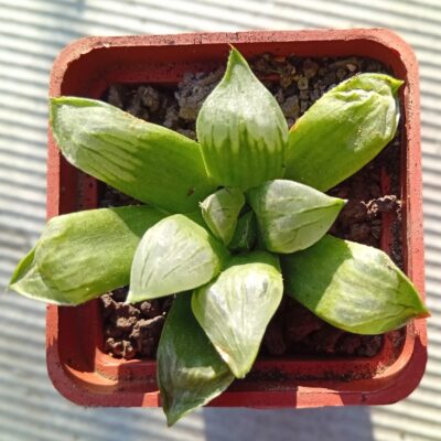 Haworthia Bykuya-Mutica