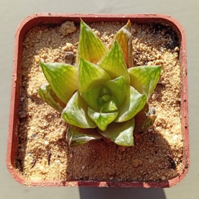 Haworthia reticulata