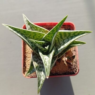Aloe Sladeniana