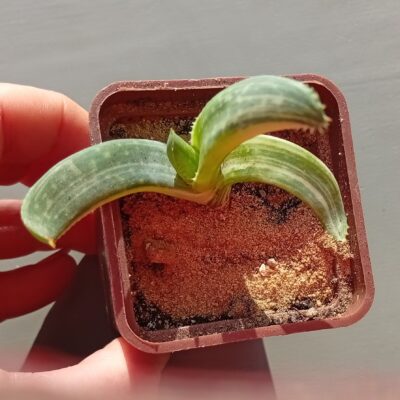 Aloe Tiger Tafii