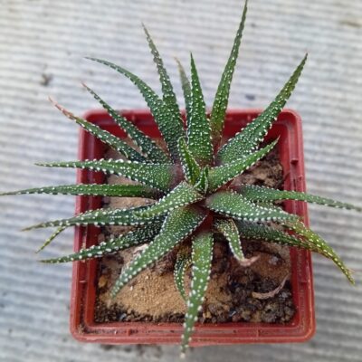 Haworthia attenuata Clariperla