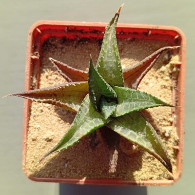 Haworthia tesselata 2km Smozens Kadu Farm