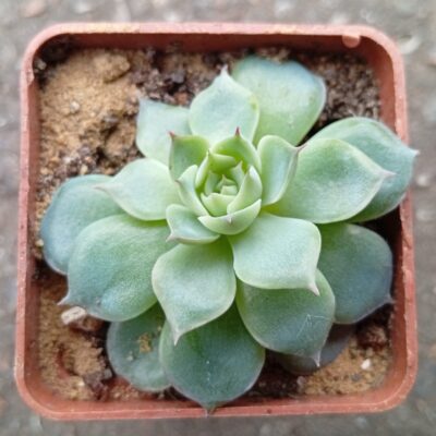 Echeveria colorata Haage