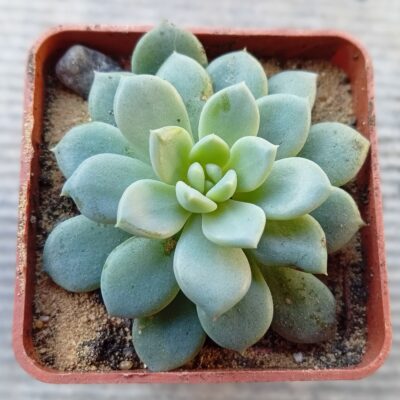 Echeveria Summer Dream