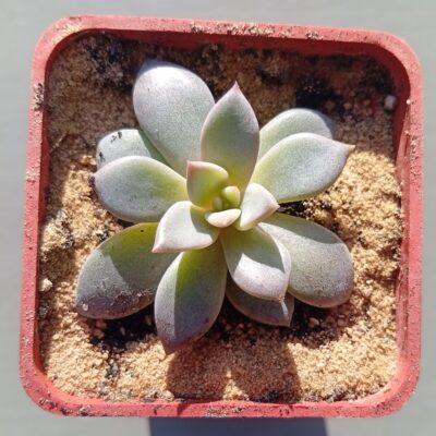 Graptoveria Swan