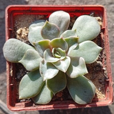 Echeveria Kisses