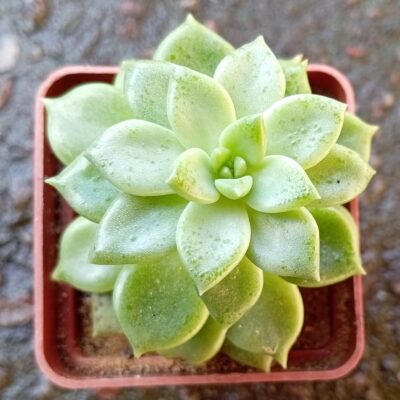 Pachyveria Melody