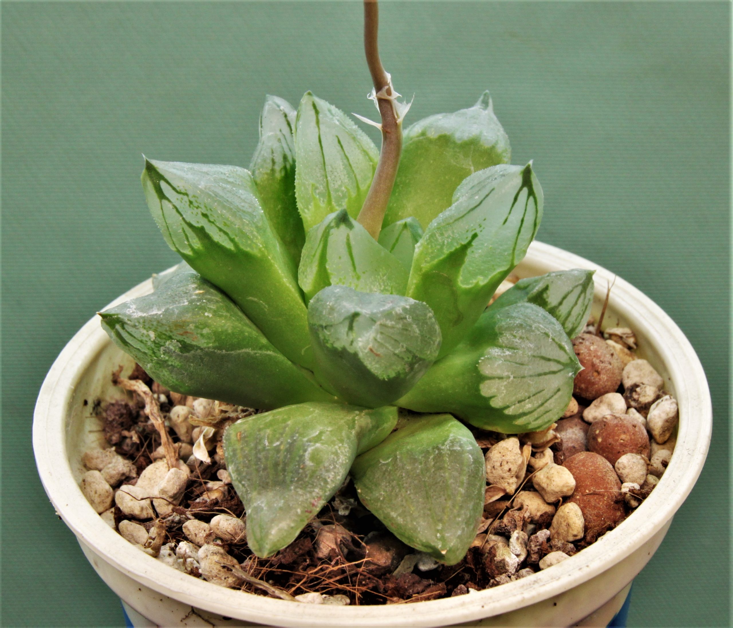 Haworthia Ice citi. Кубик д.9см. 650грн..