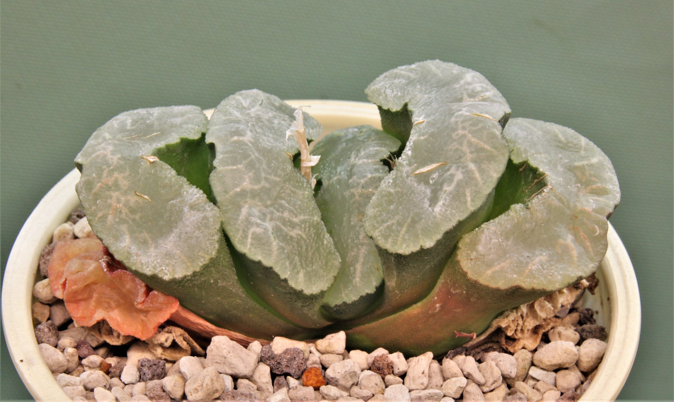 Haworthia truncata Mammoth. Горшок д.9см. 1400грн.