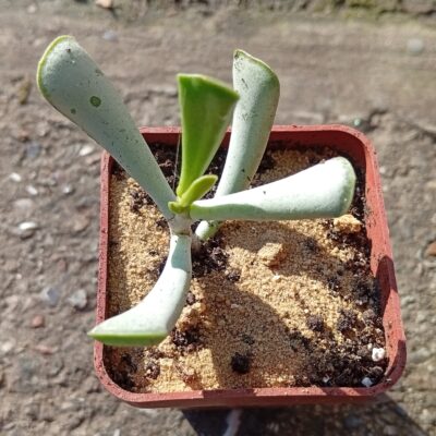 Adromischus tryflorus