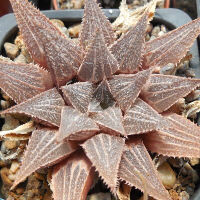 Haworthia magnifica - v.major - MG -