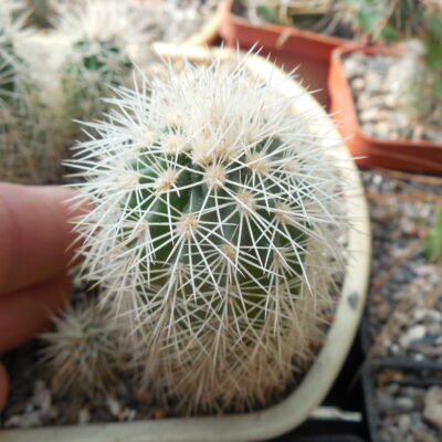 Echinocereus dasyacanthus AG 16 - Alamogordo,NM. - MG - (to - 12*C) - квіти варіюють за кольором, 12 см. діам., трапляються триколори