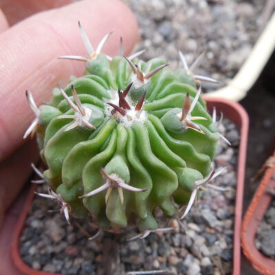 Echinofossulocactus sp. CSD 310 (pentacantus - v.tulensis) -