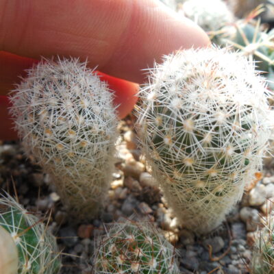 Escobaria vivipara - v.arizonica JM 179 - Peach Springs, Az. - MG -