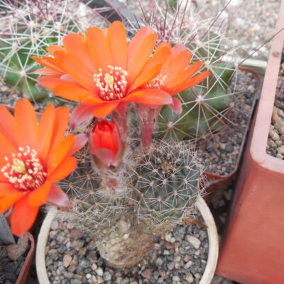 Mediolobivia ritteri