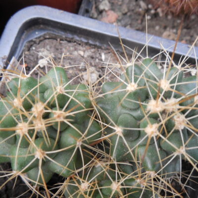 Thelocactus freudenbergii - Piltz - довгоколючкова форма