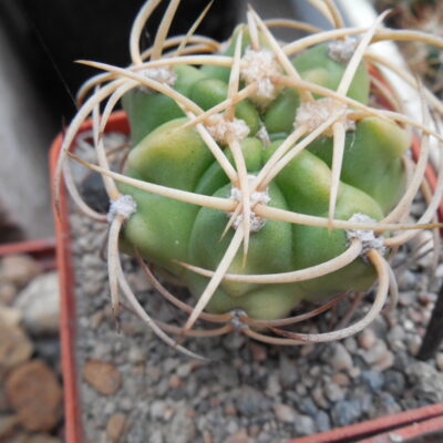 Gymnocalycium multiflorum - v. albispinum