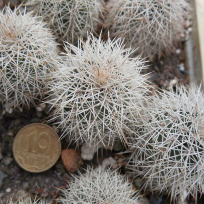 Echinocereus dasyacanthus AG 16 - Alamogordo,NM. - MG - (to - 12*C) - Квіти варіюють за кольором, 12 см. діам., трапляються триколори