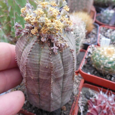 Euphorbia obesa