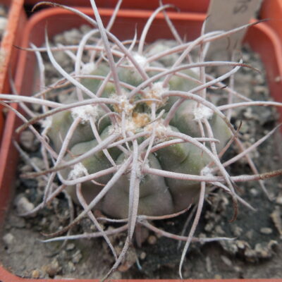 Gymnocalycium nidulans STO 124 - Ugpinango, la Rioja - MG -