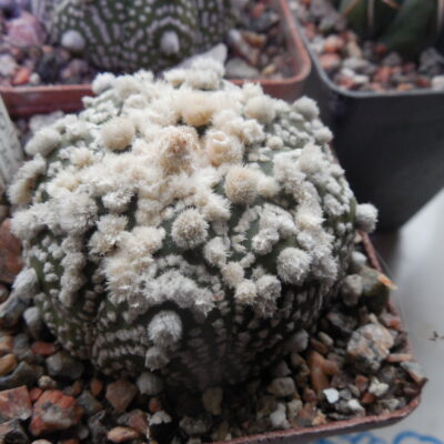 Astrophytum  cv. Hanazono