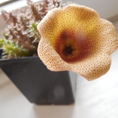 Tawaresia meinjesii