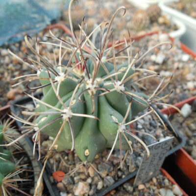 Glandulicactus uncinatus DJF 615 - black flower - Catorse, SLP. - MG -