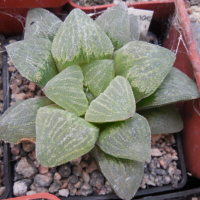 Haworthia pygmaea - v. cristalina - Plapp -
